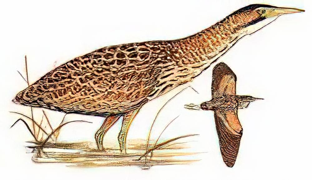 大麻鳽 / Great Bittern