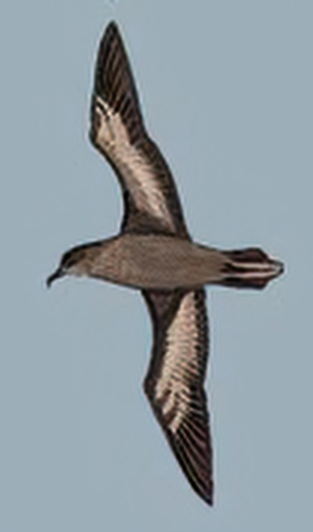 短尾鹱 / Short-tailed Shearwater