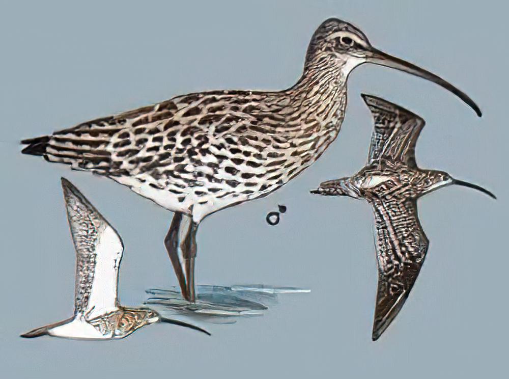 白腰杓鹬 / Eurasian Curlew