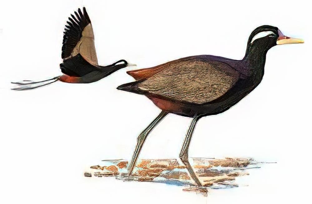 铜翅水雉 / Bronze-winged Jacana