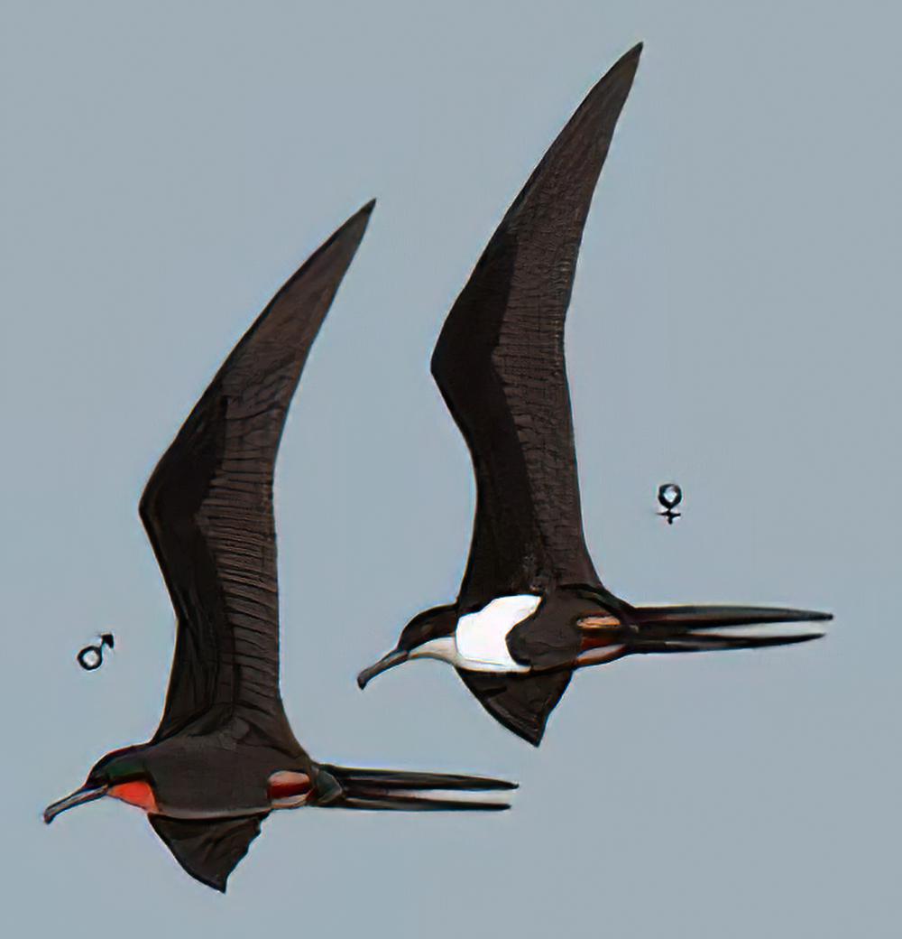 小军舰鸟 / Great Frigatebird