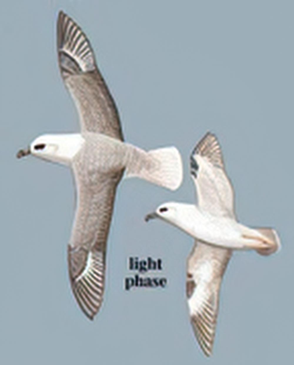 暴雪鹱 / Northern Fulmar