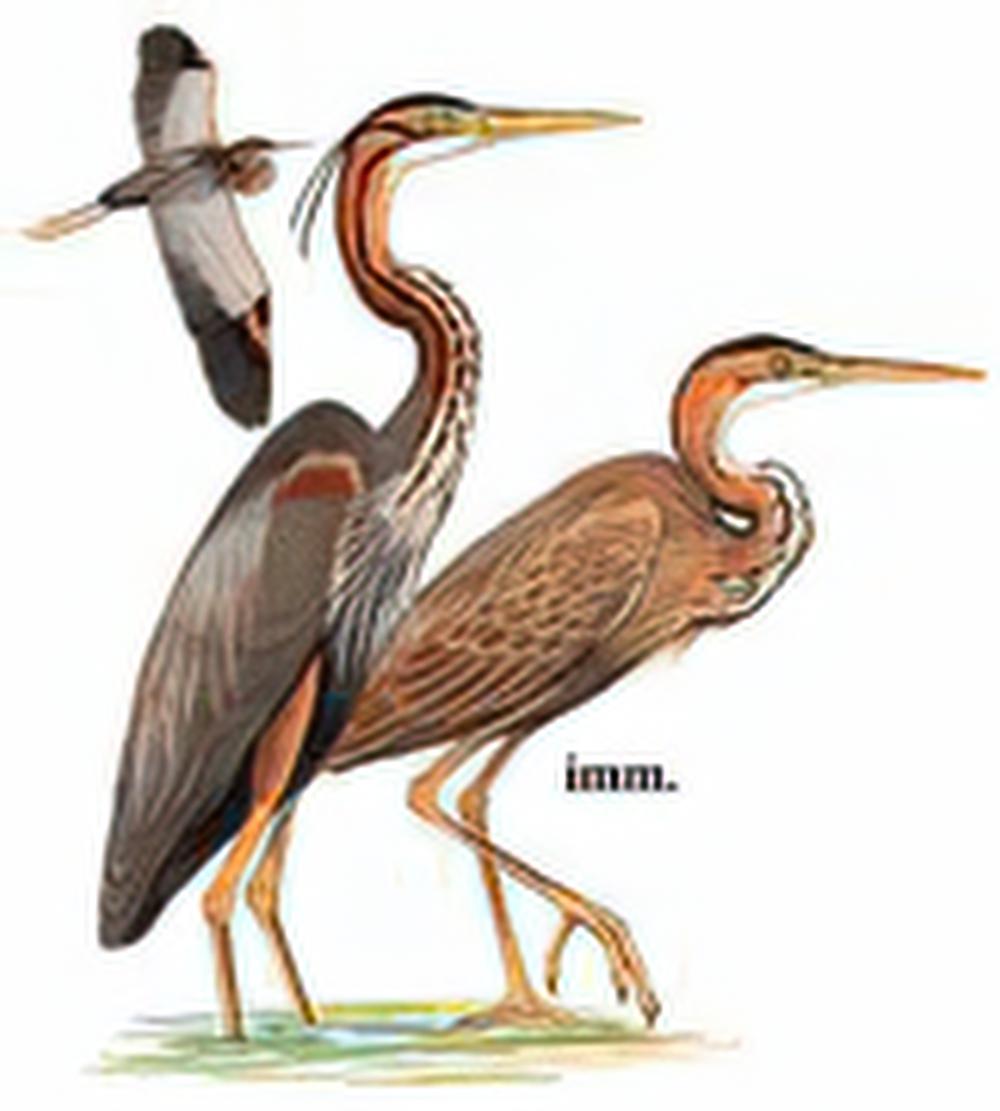 草鹭 / Purple Heron