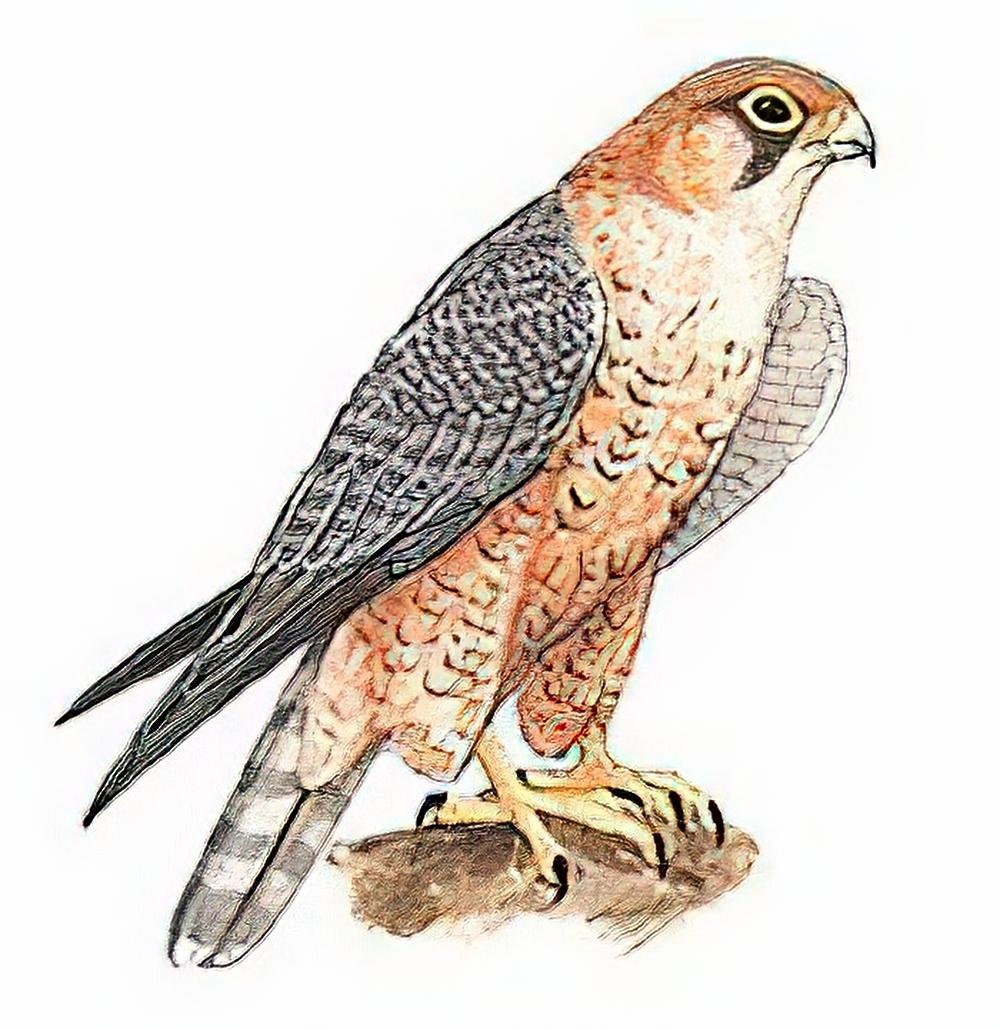 拟游隼 / Barbary Falcon