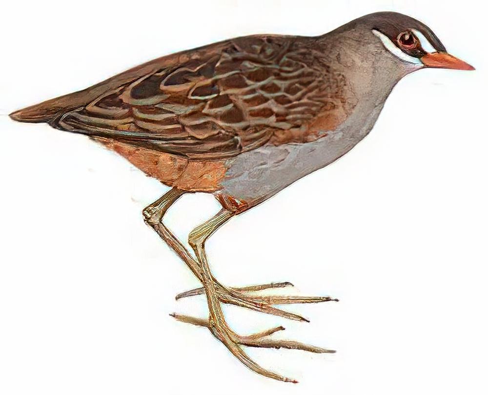 白眉田鸡 / White-Browed Crake