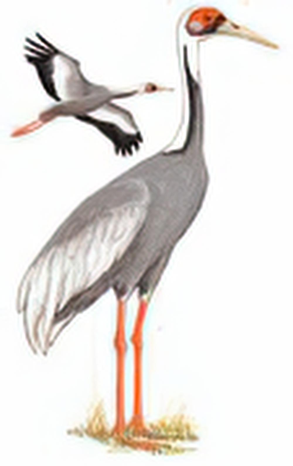 白枕鹤 / White-naped Crane