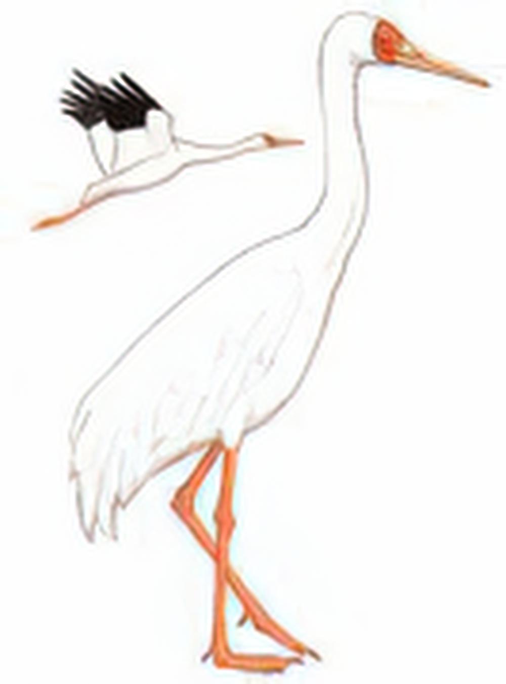 白鹤 / Siberian Crane