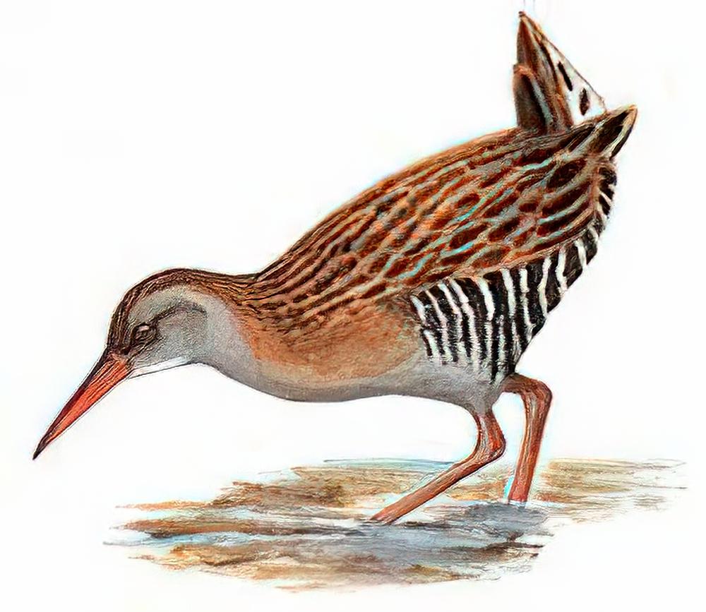 普通秧鸡 / Water Rail