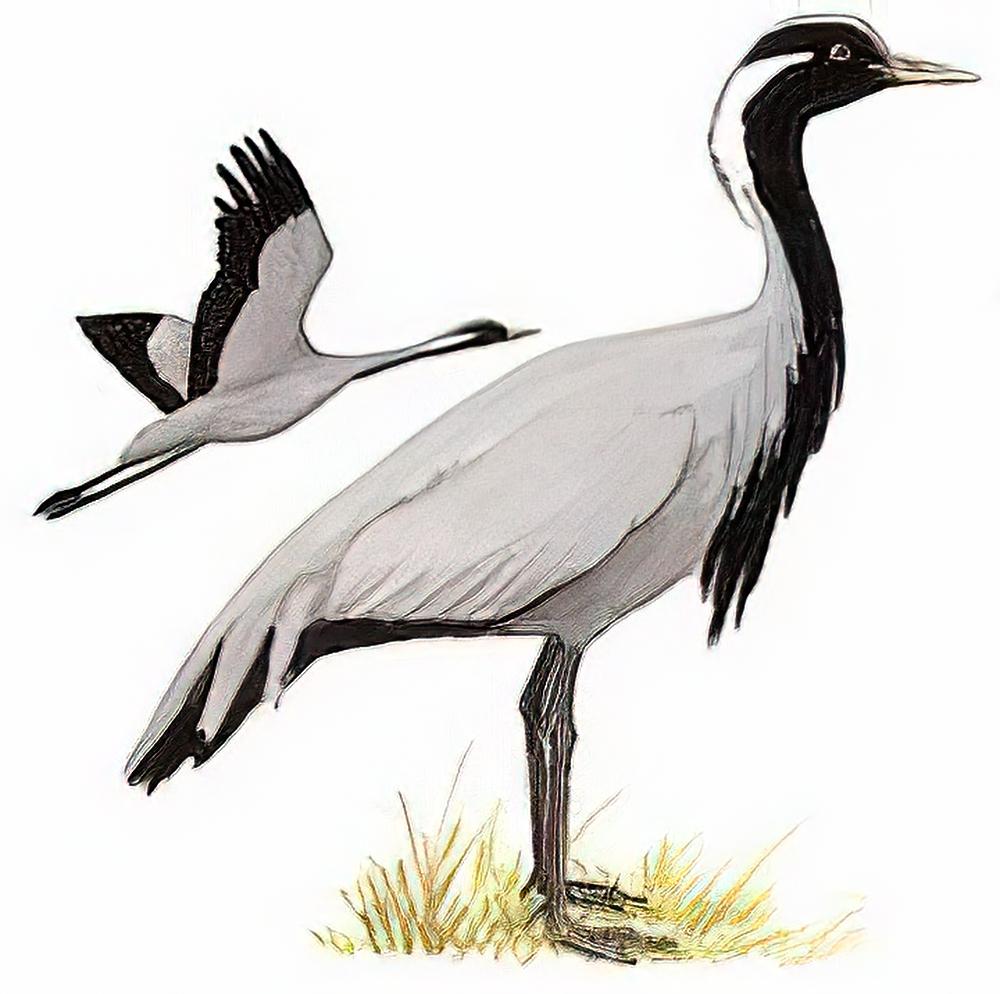 蓑羽鹤 / Demoiselle Crane