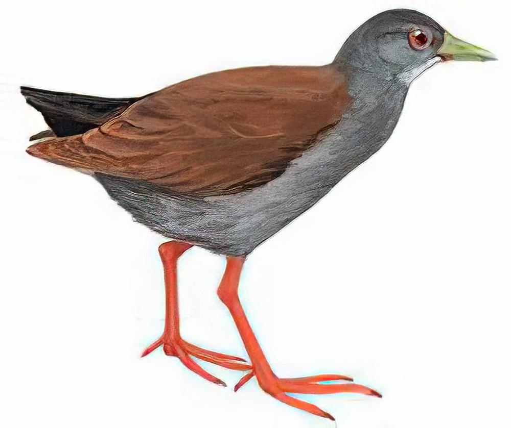 棕背田鸡 / Rufous-backed Crake