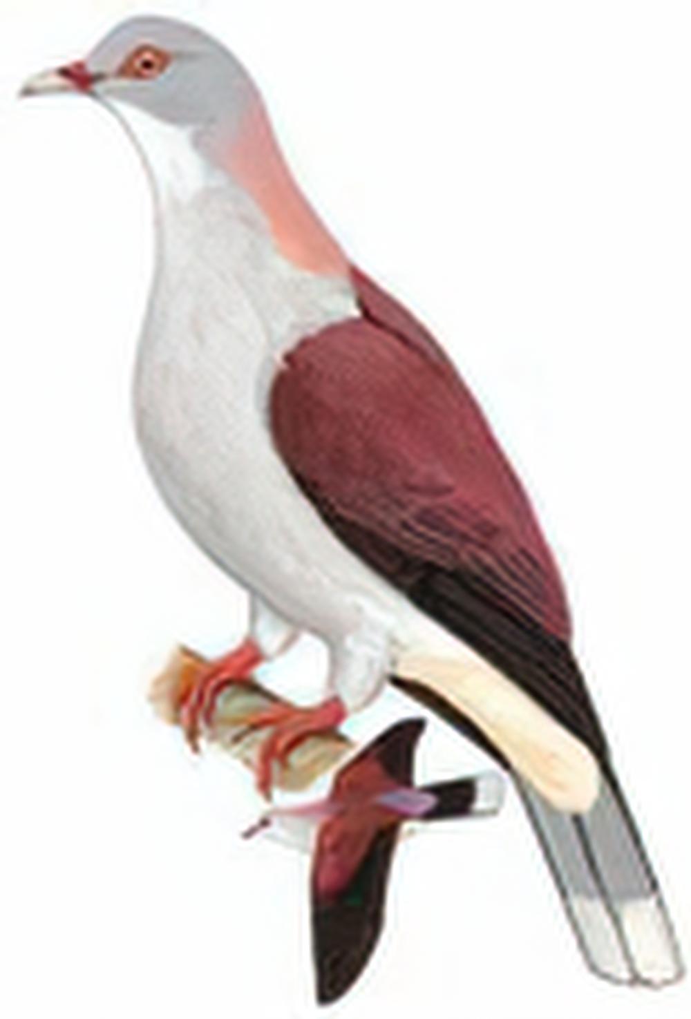 山皇鸠 / Mountain Imperial Pigeon