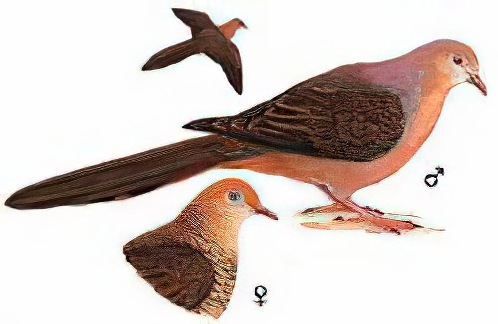 栗褐鹃鸠 / Brown Cuckoo Dove