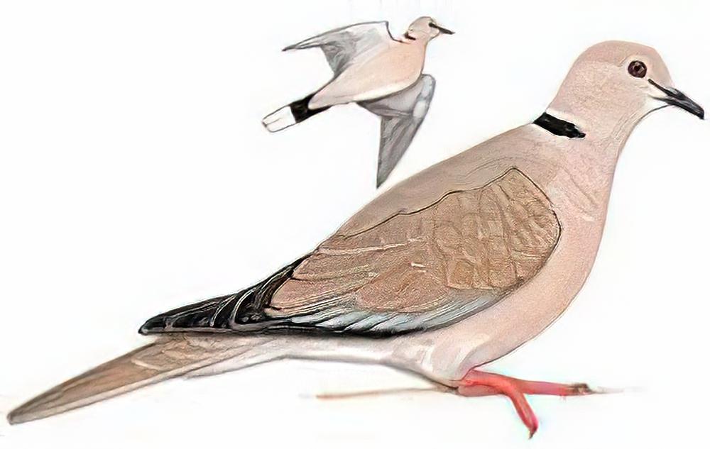 灰斑鸠 / Eurasian Collared Dove