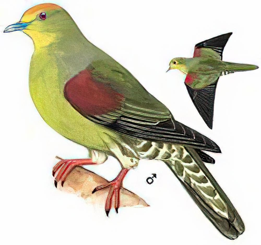 红顶绿鸠 / Whistling Green Pigeon