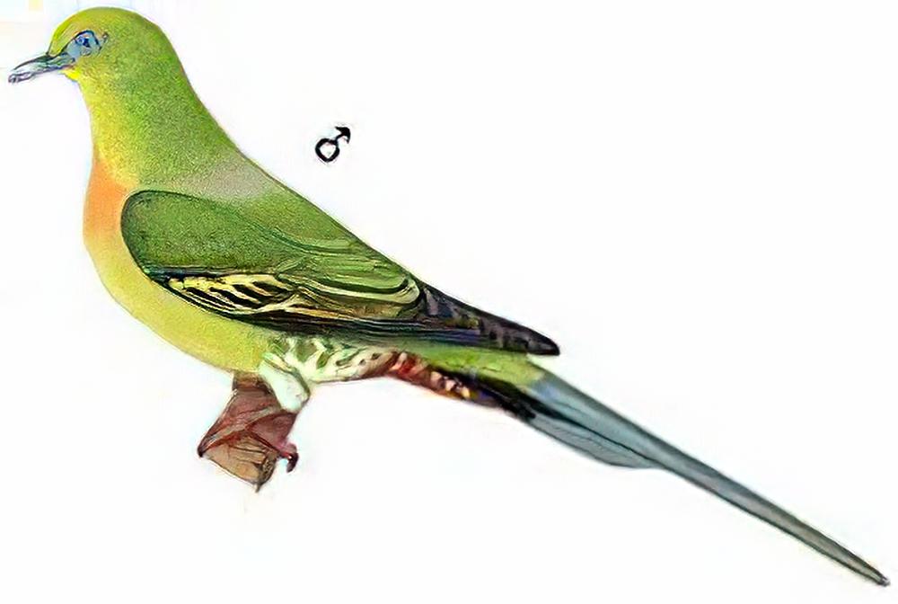 针尾绿鸠 / Pin-tailed Green Pigeon