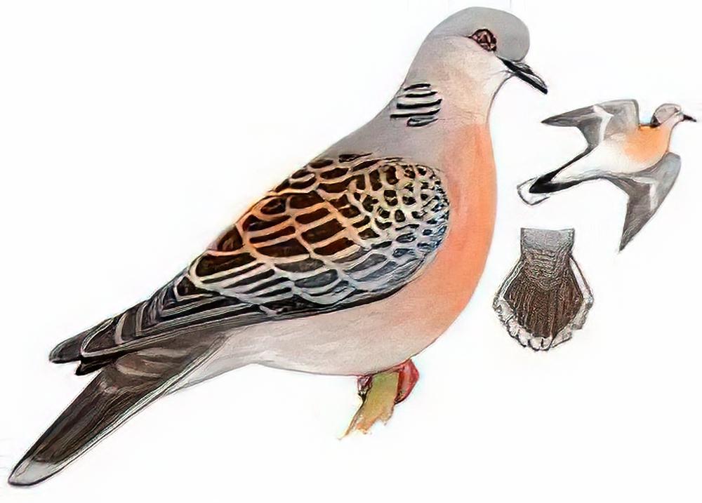 山斑鸠 / Oriental Turtle Dove