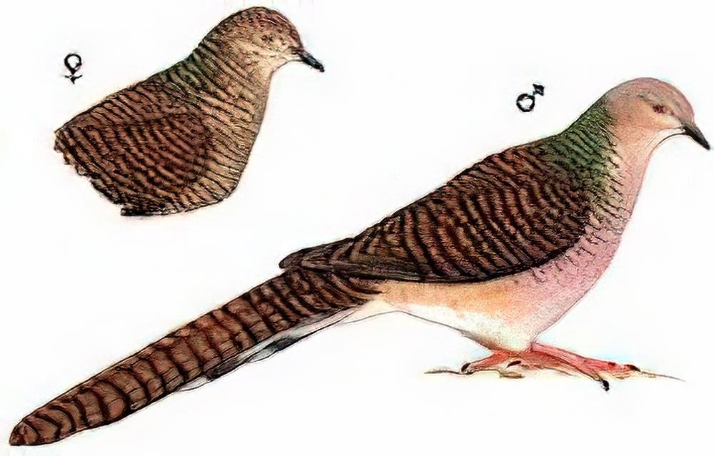 斑尾鹃鸠 / Bar-tailed Cuckoo Dove