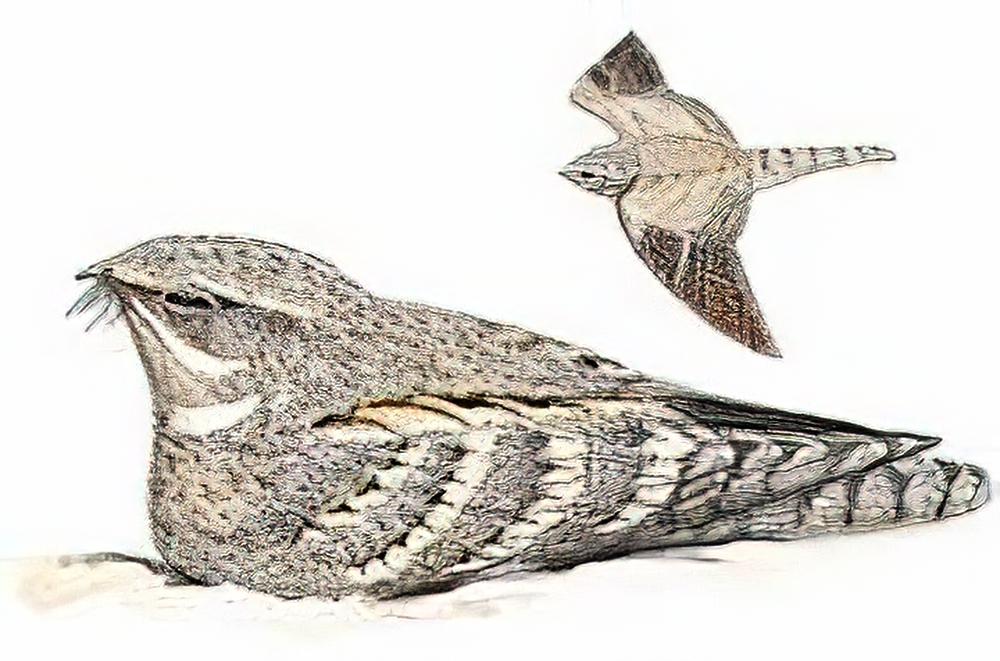 埃及夜鹰 / Egyptian Nightjar