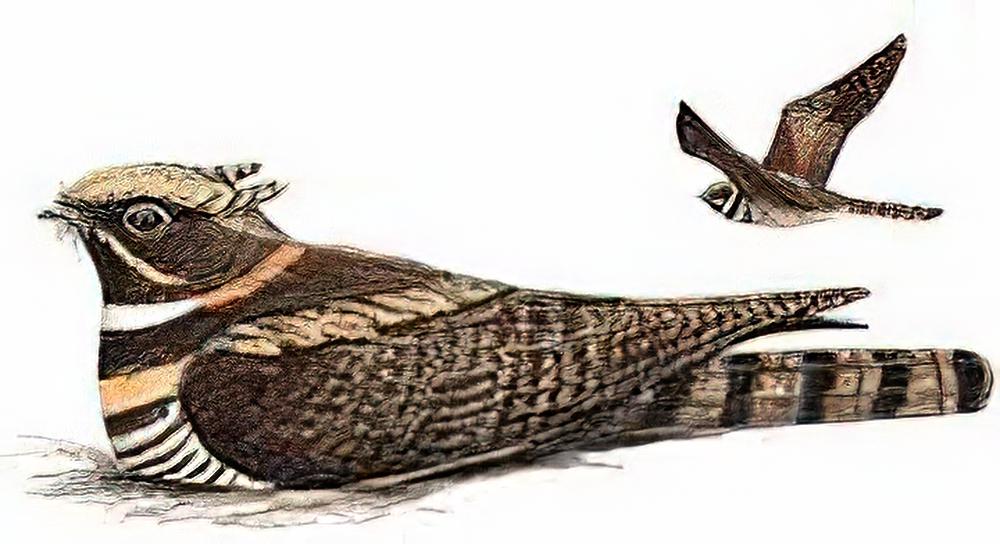 毛腿耳夜鹰 / Great Eared Nightjar