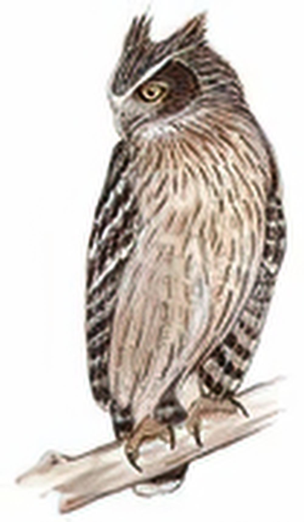 毛腿渔鸮 / Blakiston\'s Fish Owl