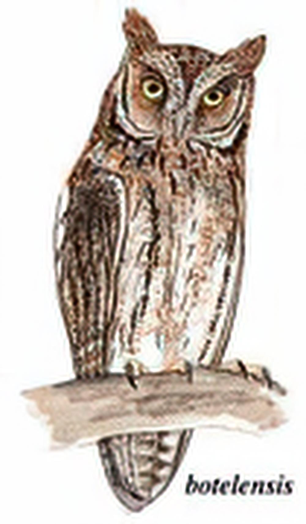 琉球角鸮 / Elegant Scops Owl