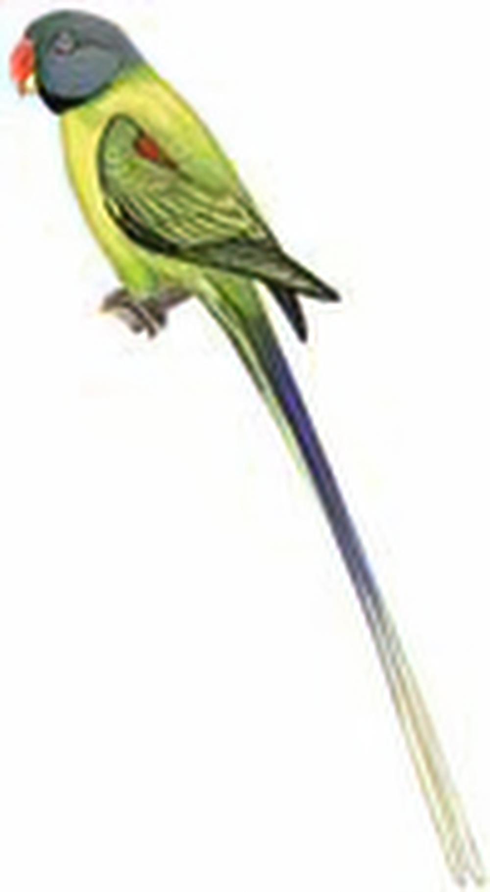 灰头鹦鹉 / Slaty-headed Parakeet