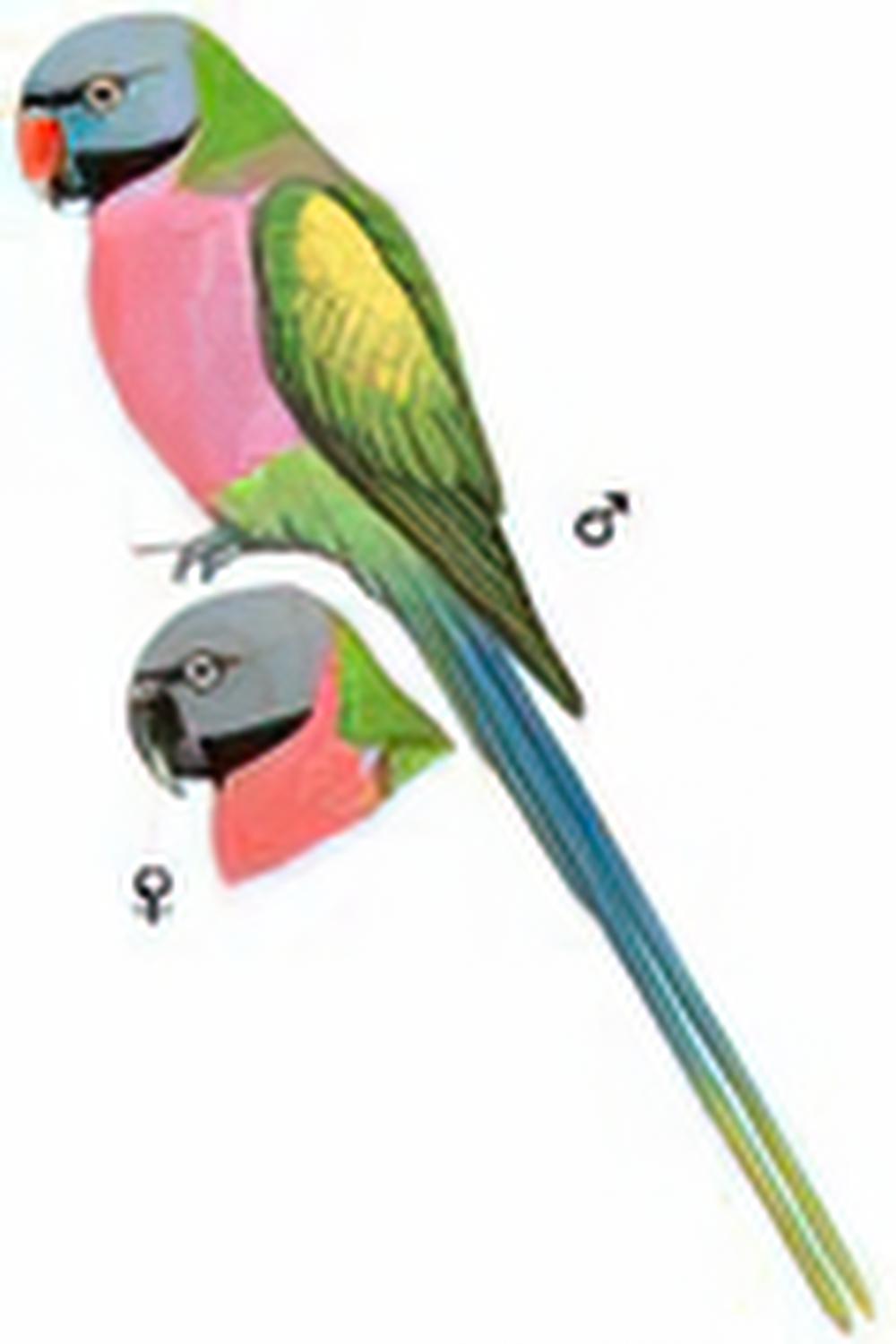 绯胸鹦鹉 / Red-breasted Parakeet