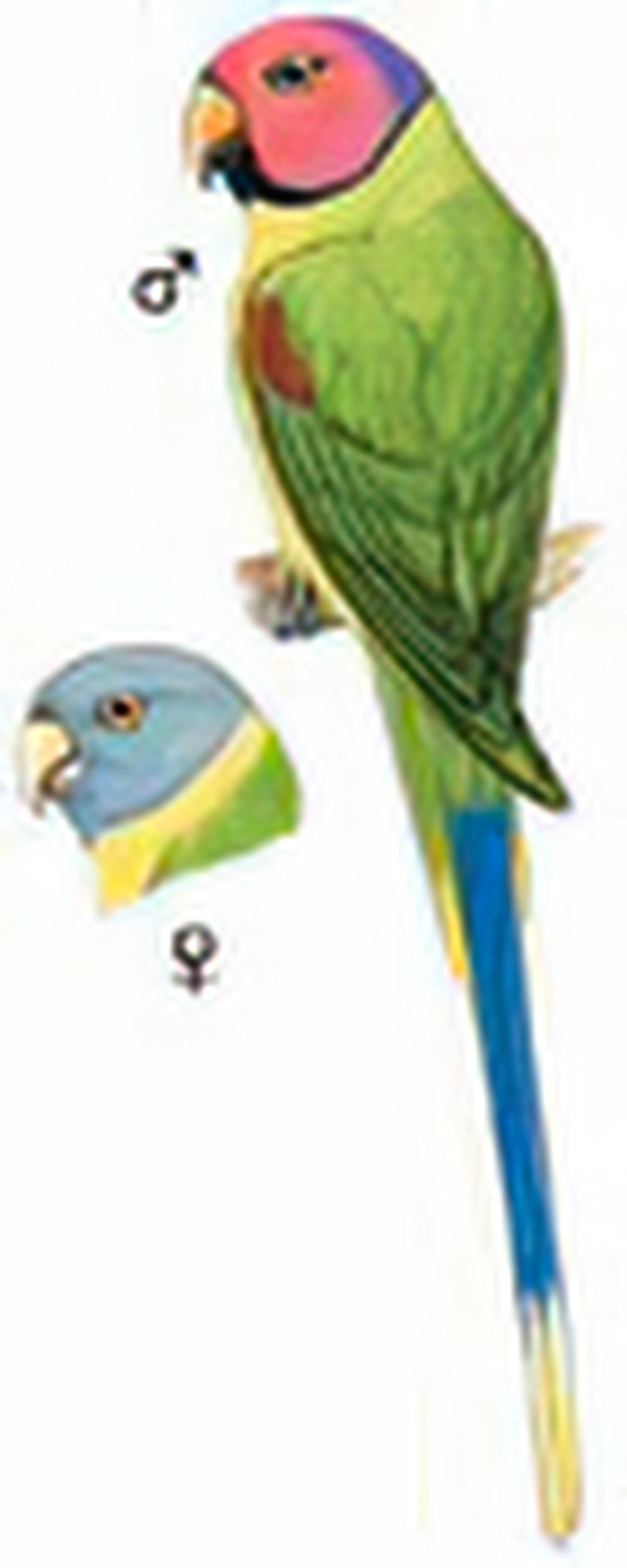 花头鹦鹉 / Blossom-headed Parakeet