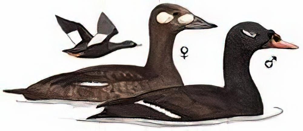 斑脸海番鸭 / White-winged Scoter