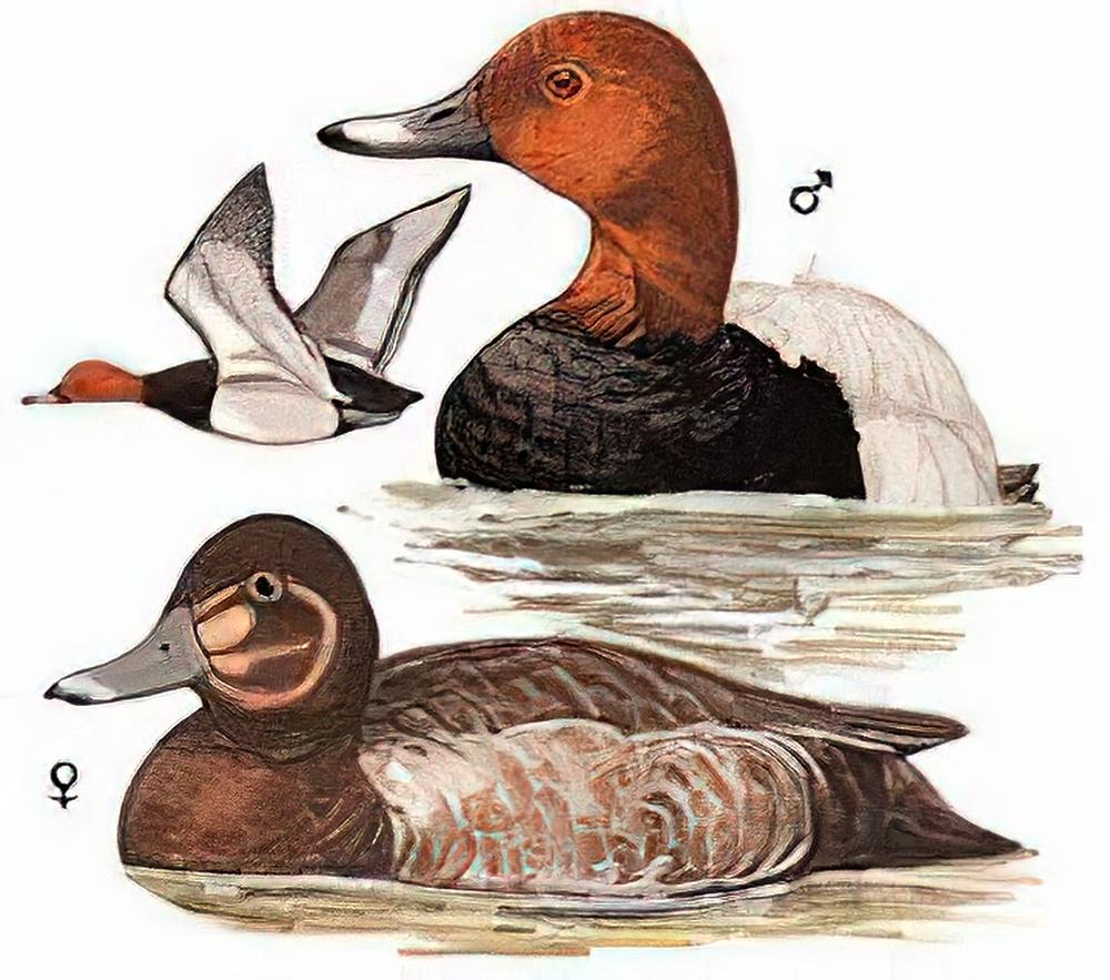 红头潜鸭 / Common Pochard