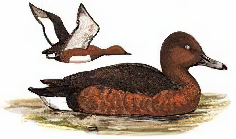 白眼潜鸭 / White-eyed Pochard