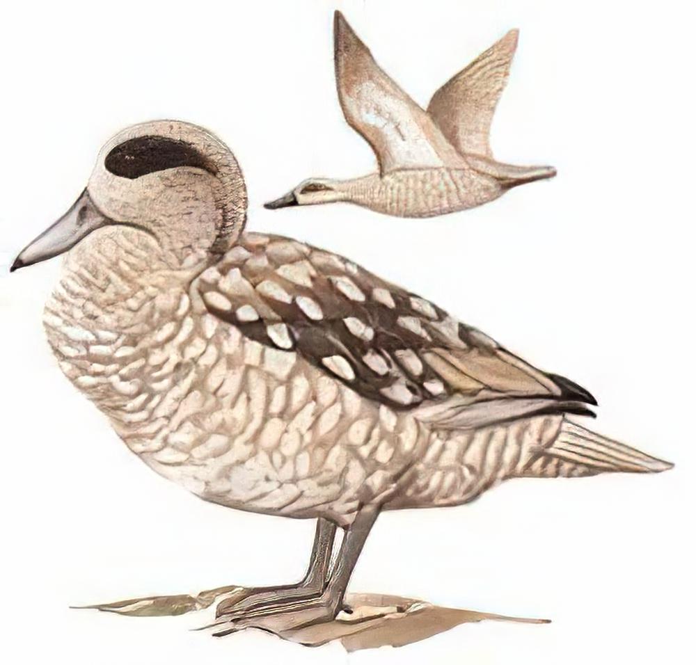 云石斑鸭 / Marbled Teal