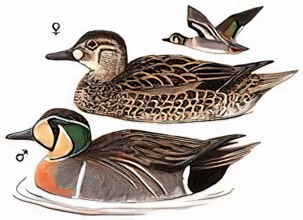 花脸鸭 / Baikal Teal