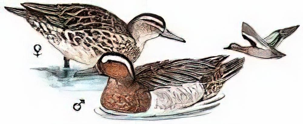 白眉鸭 / Garganey