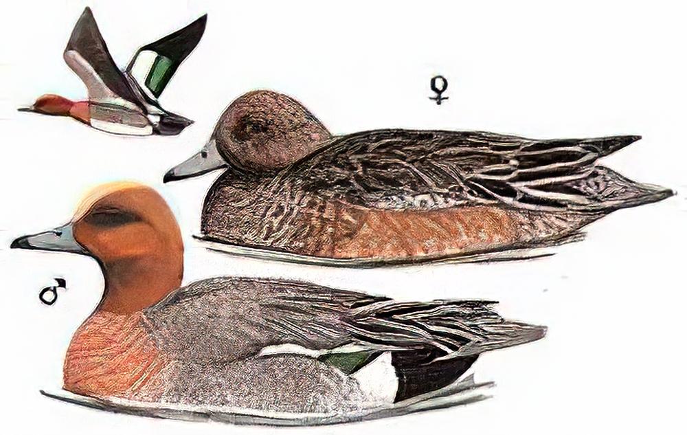 赤颈鸭 / Wigeon