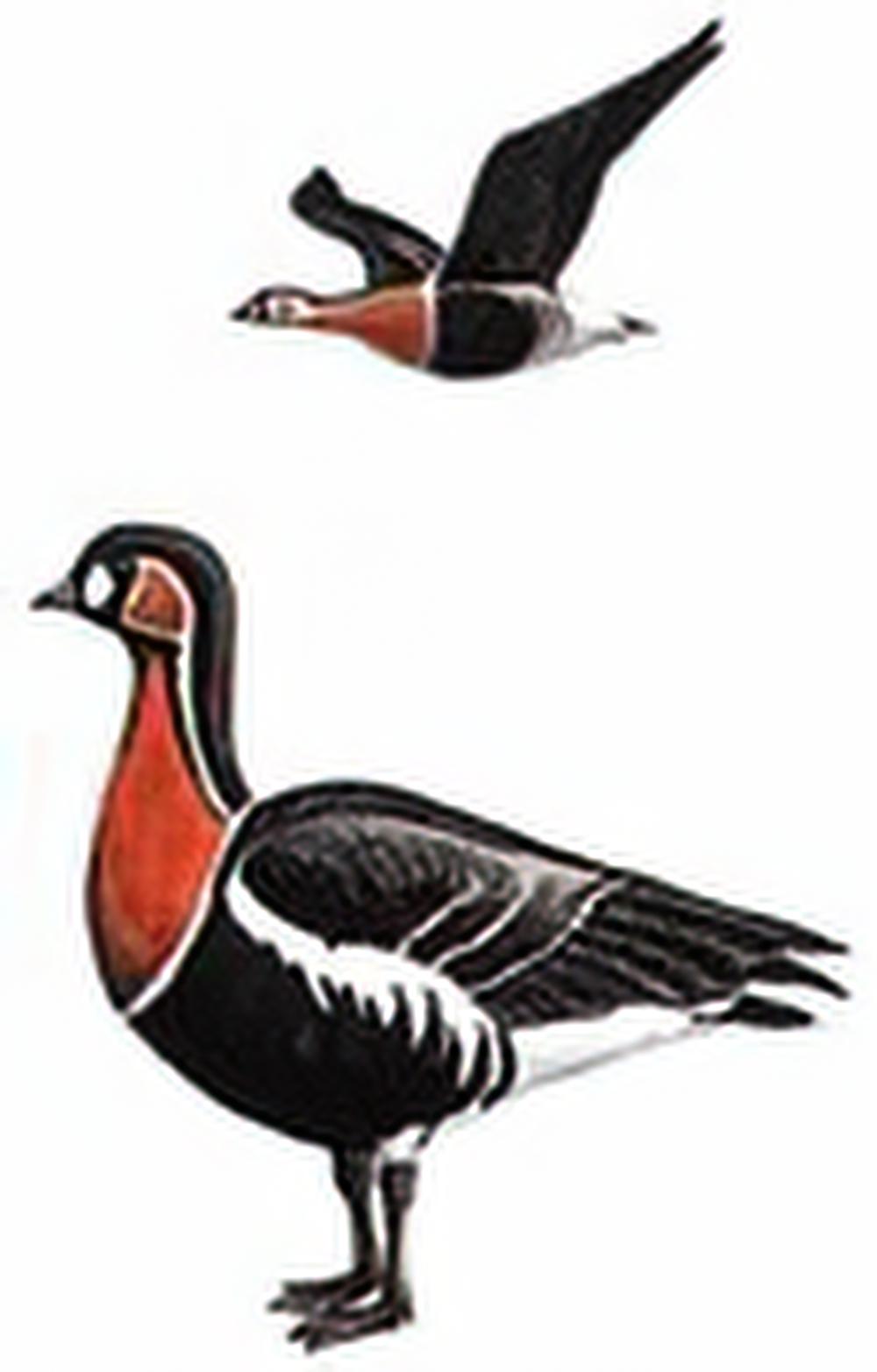 红胸黑雁 / Red-breasted Goose