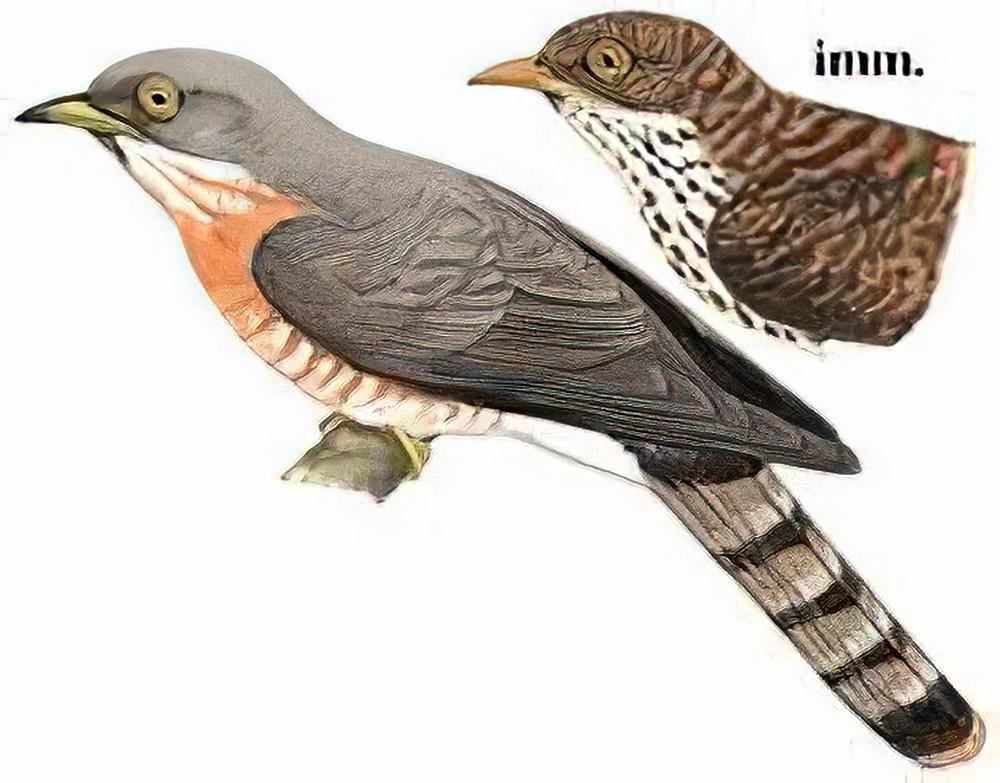 普通鹰鹃 / Common Hawk Cuckoo