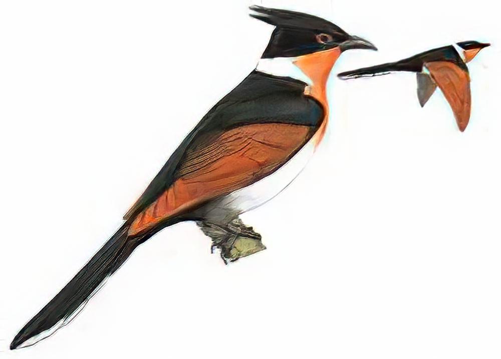 红翅凤头鹃 / Chestnut-winged Cuckoo