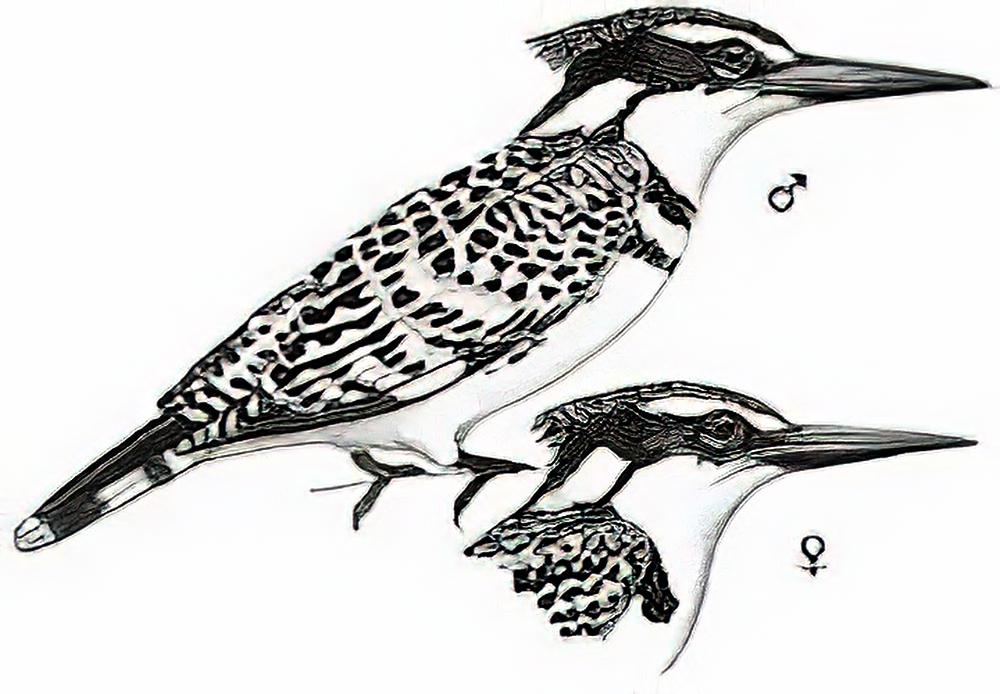 斑鱼狗 / Pied Kingfisher