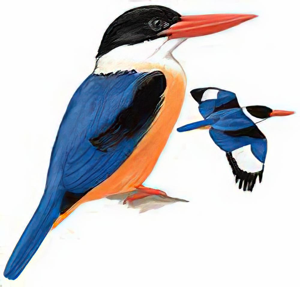 蓝翡翠 / Black-capped Kingfisher