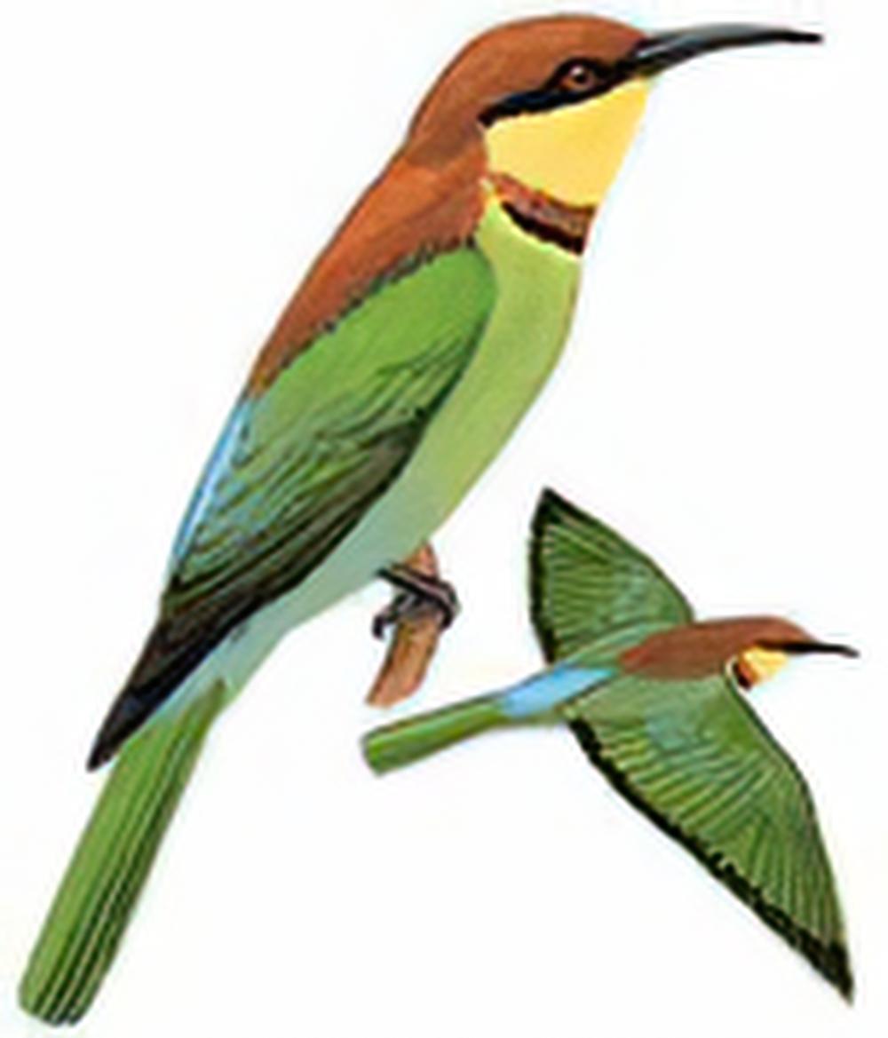 栗头蜂虎 / Chestnut-headed Bee-eater