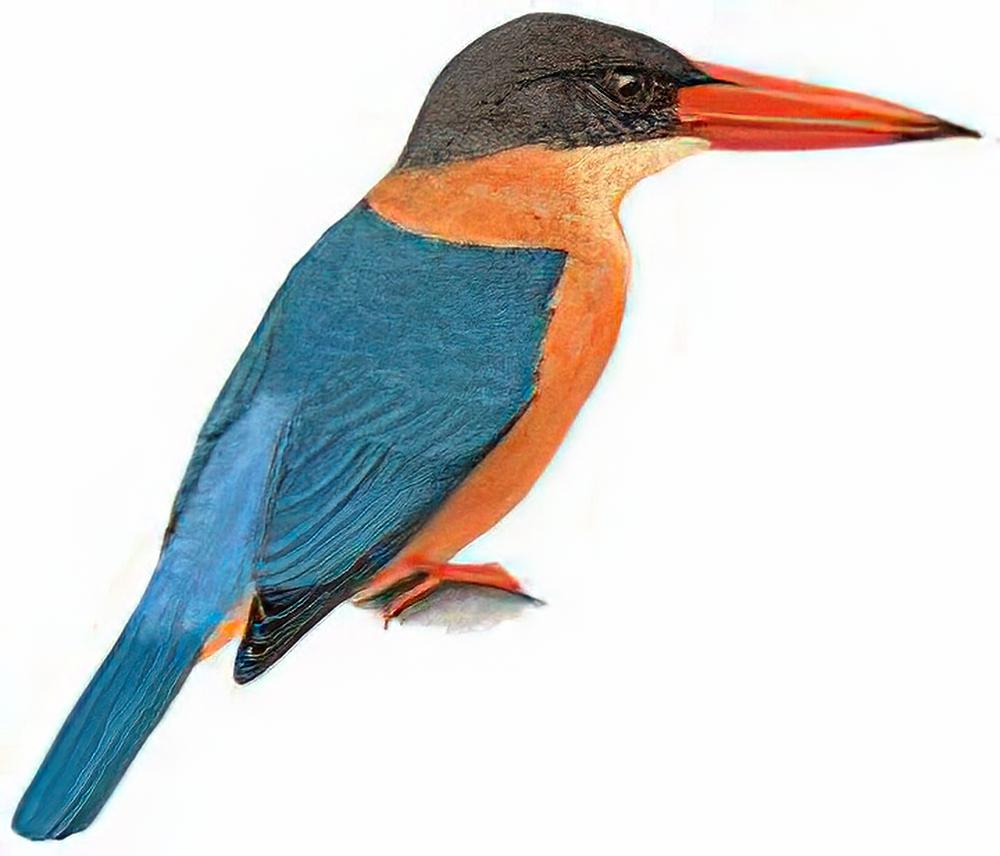 鹳嘴翡翠 / Stork-billed Kingfisher