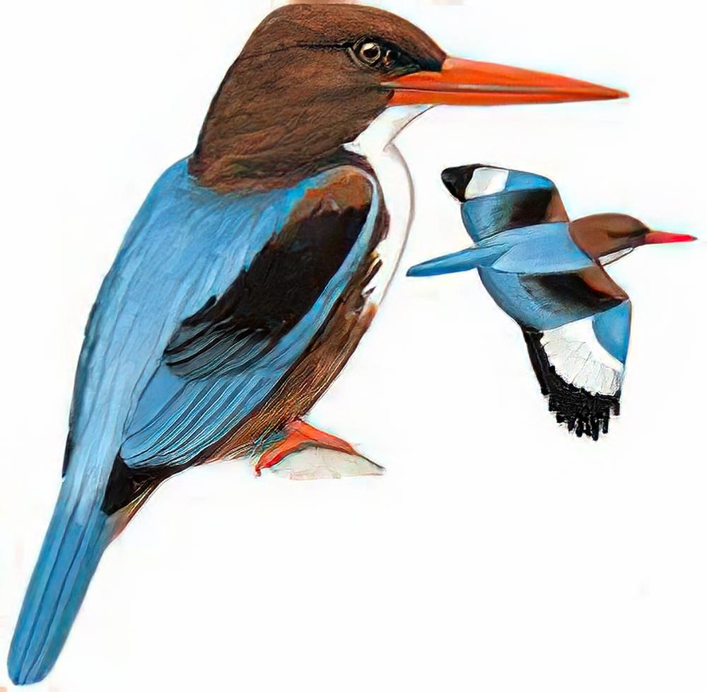 白胸翡翠 / White-throated Kingfisher