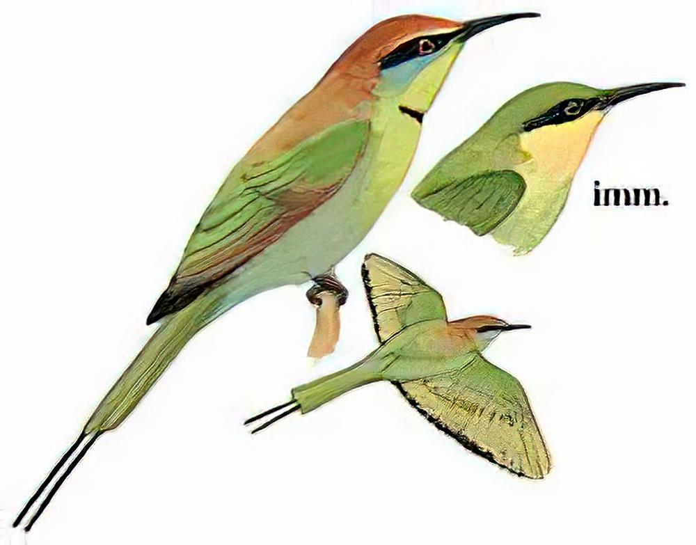 绿喉蜂虎 / Little Green Bee-eater