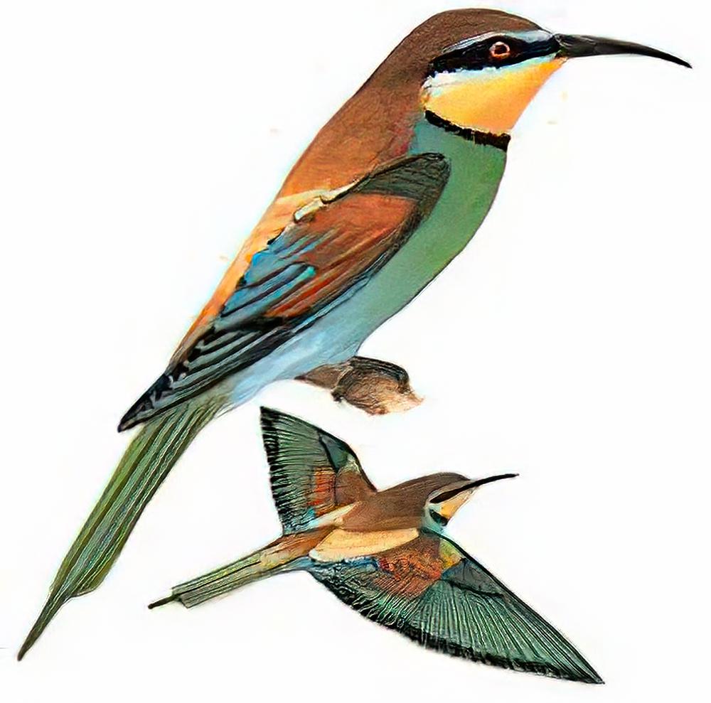 黄喉蜂虎 / European Bee-eater