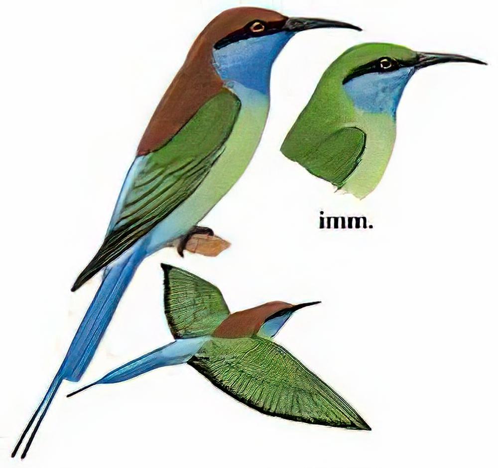 蓝喉蜂虎 / Blue-throated Bee-eater