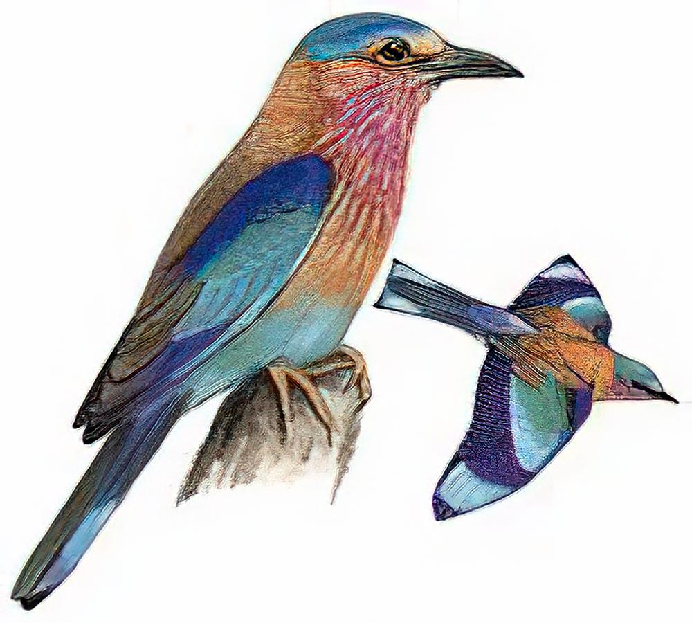 棕胸佛法僧 / Indian Roller