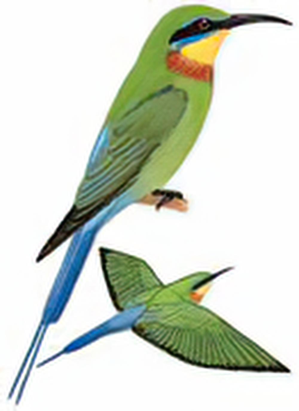 栗喉蜂虎 / Blue-tailed Bee-eater