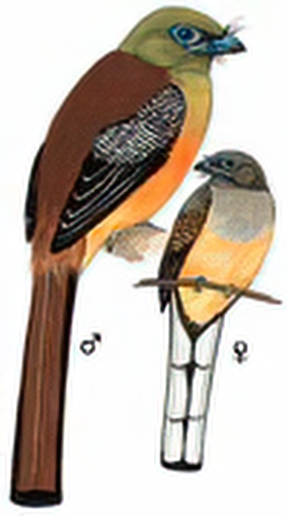 橙胸咬鹃 / Orange-breasted Trogon