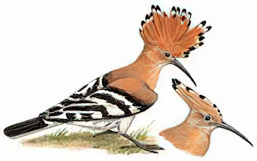 戴胜 / Eurasian Hoopoe